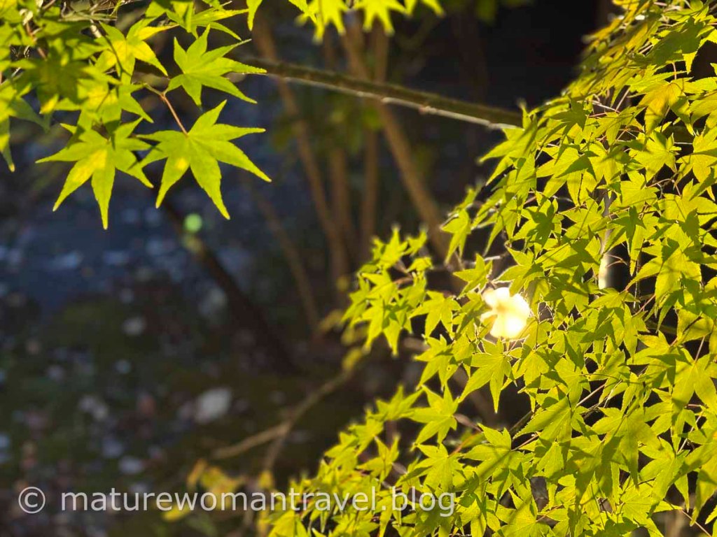 日本九州旅宿自駕遊 – 黑川溫泉 月洸樹